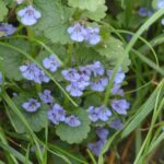 ground ivy blooming from grass